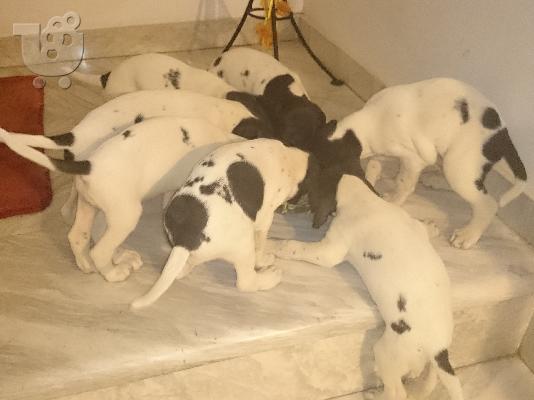 ΠΩΛΟΥΝΤΑΙ POINTER ΚΟΥΤΑΒΙΑ