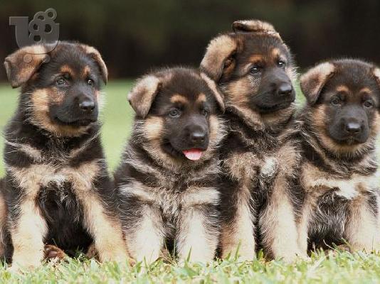 PoulaTo: German Shepherd καθαροαιμα κουταβια ΘΕΣΣΑΛΟΝΙΚΗ 2311288660