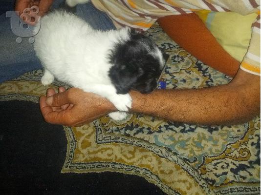 ουταβακια κανις μινι