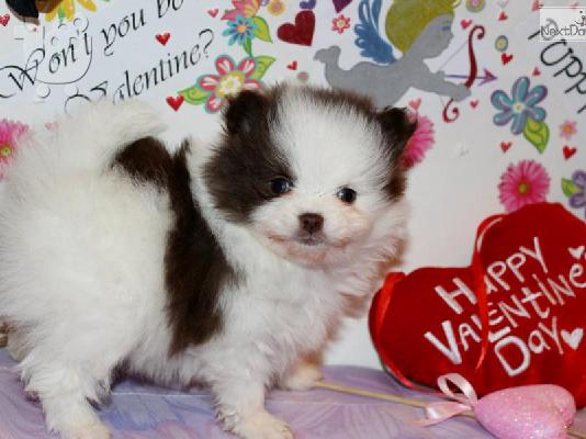 πανέμορφο Pomeranian κουτάβια