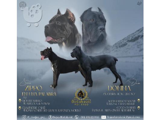 Cane Corso κουτάβια