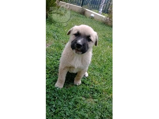 Χαρίζονται πανεμορφα κουταβακια