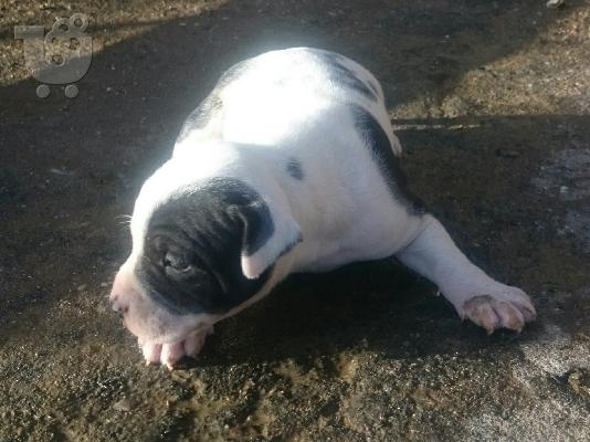 PoulaTo: American pit bull terrier