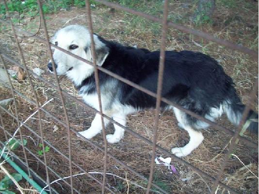 6 μηνων σκυλιτσες ψαχνουν οικογενεια