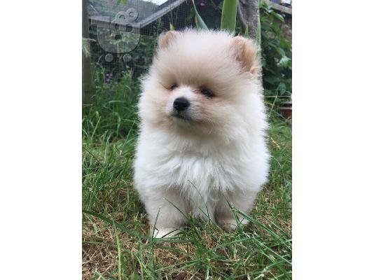 Διαθέσιμα Teacup αρσενικά και θηλυκά κουτάβια Pomeranian προς πώλησ...