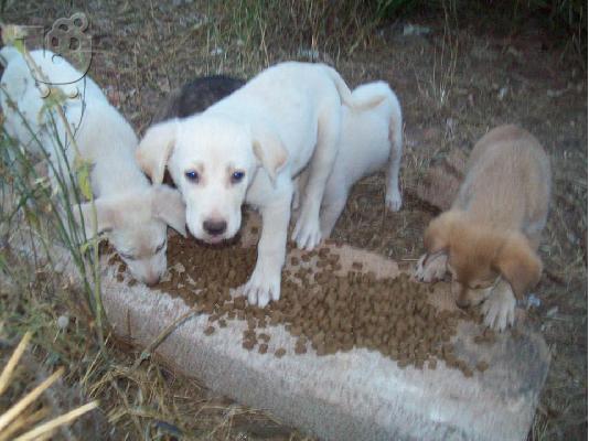 Κουταβακια 2μηνων αναζητουν οικογενειες