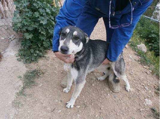 Χάσκι ημιαιμο χαριζεται
