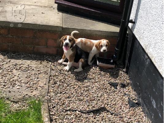 Gorgeous Kc εγγεγραμμένα Beagle Pups