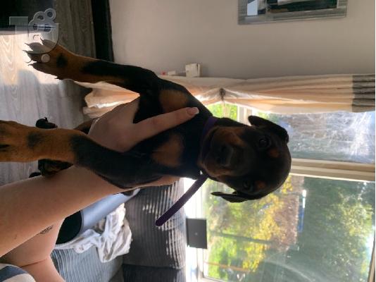 Doberman Pups
