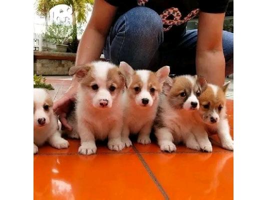 PoulaTo: Ουαλικά κουτάβια Corgi Pembroke