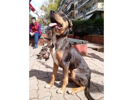 χαριζεται ο σπανιος DARKO!