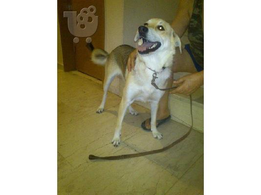 Η Φοξη χαριζεται