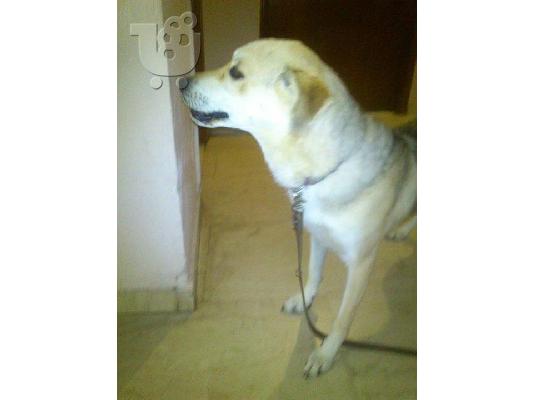 Η Φοξη χαριζεται