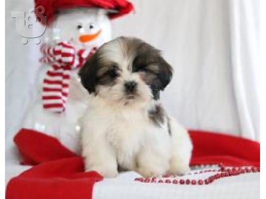 PoulaTo: Shih Tzu {€200}