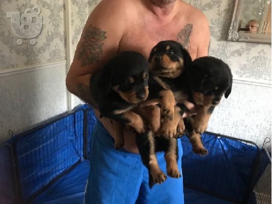 PoulaTo: Ποιότητα κουτάβια rottweiller