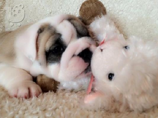 Μια εξαιρετική κουτάβι British Bulldog,
