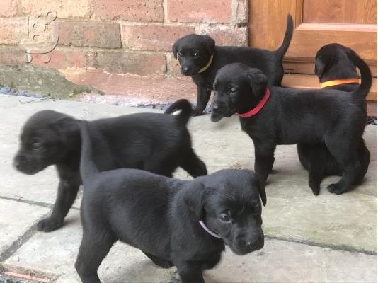 PoulaTo: Labrador Puppies