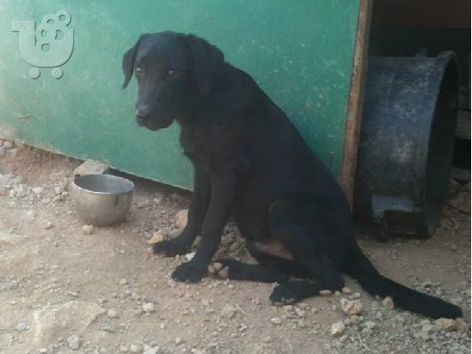 Κουταβος ημιαιμος Λαμπραντορ χαριζεται