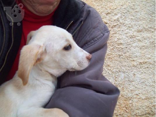 Λευκο κουταβακι χαριζεται