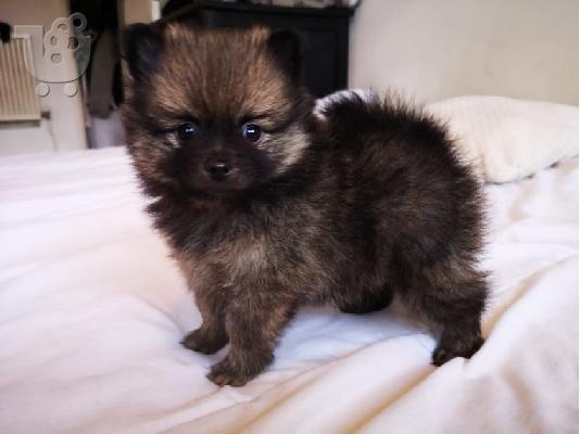 X μάζα τσαγιού Pomeranian κουτάβια