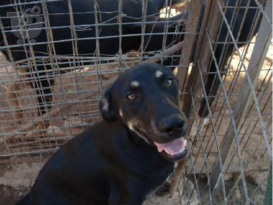 PoulaTo: Σκυλιτσα χαριζεται