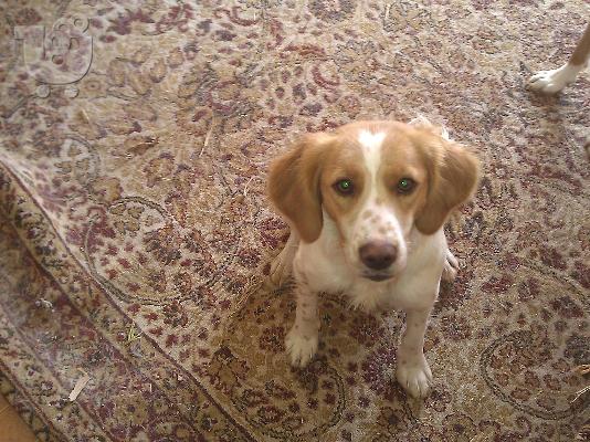 PoulaTo: Επανιελιτσα χαριζεται