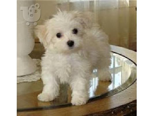 PoulaTo: Maltese Toy