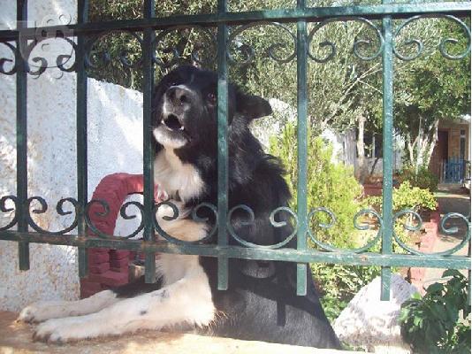 Λυκος/κολευ χαριζεται για φυλακας