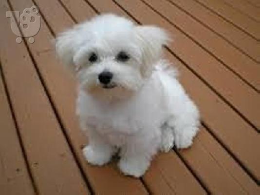 PoulaTo: Μαλτεζ μινι - Maltese mini