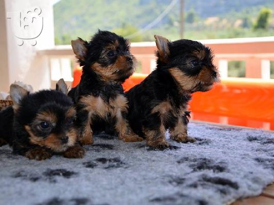 Πανέμορφα, Υγιέστατα κουταβάκια Yorkshire