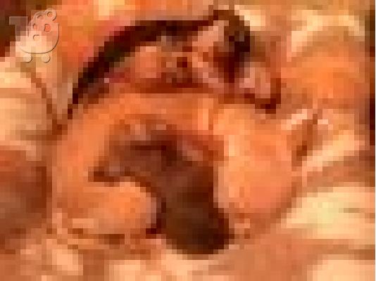 τσιουαουα τσεπις