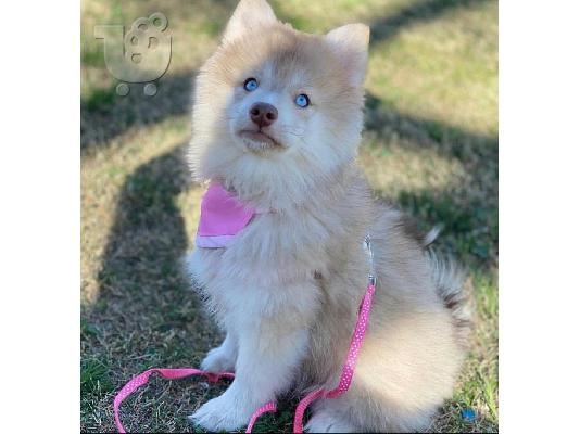 PoulaTo: κουτάβια pomsky
