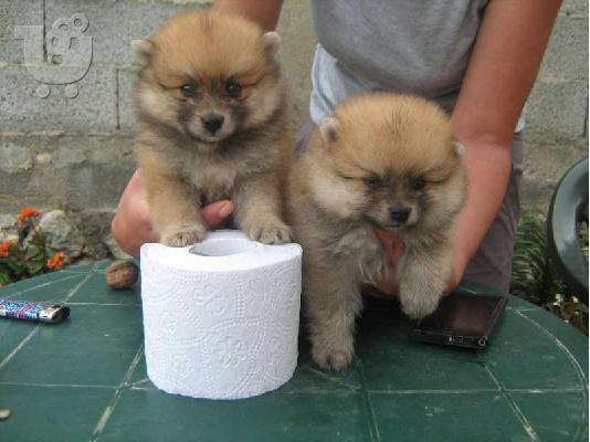 PoulaTo: POMERANIAN– 450 euro REAL FOTO