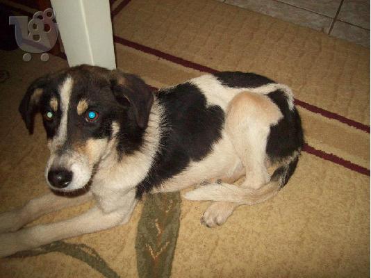 Μικροσωμο σκυλακι χαριζεται