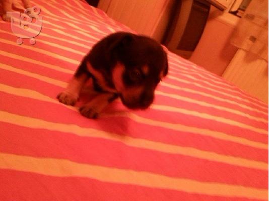 PoulaTo: Καθαροαιμα Πινσερακια