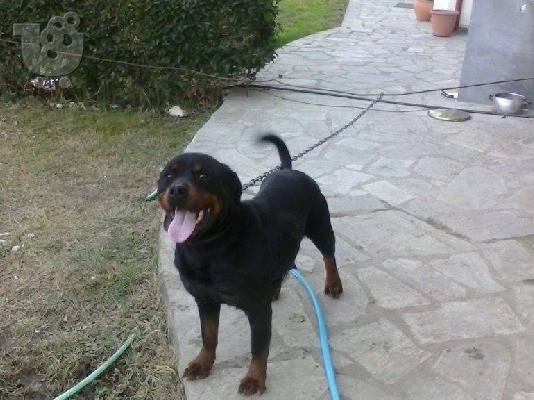 Rottweiler καθαροαιμα 6979314054 -ΚΡΗΤΗ