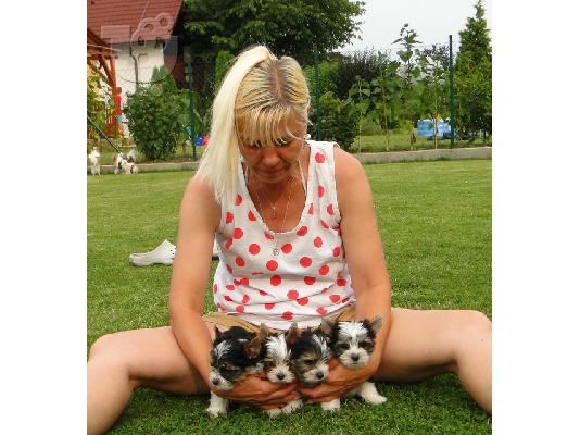 PoulaTo: Χαριτωμένο καθαρόαιμο κουτάβι biewer yorkshire terrier