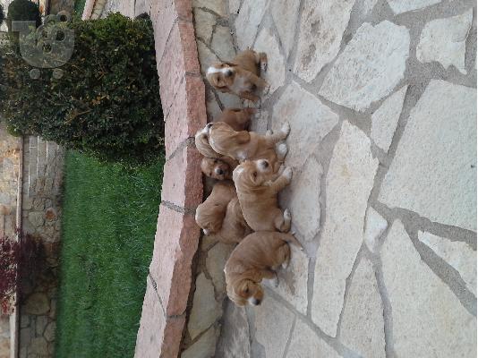 PoulaTo: πωλουνται κοκερακια