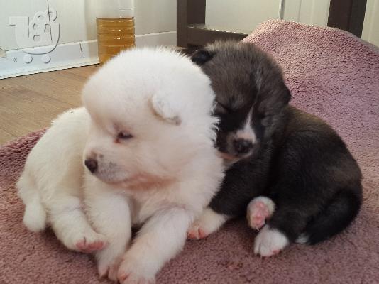 akita inu koutavia