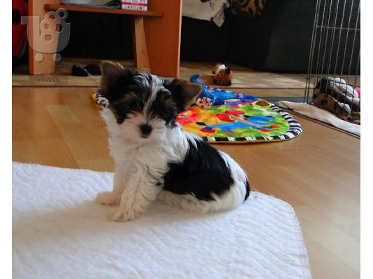 ΓιορκσάιρΤεριέ 12 εβδομάδων. 2 τελευταία. καθαρόαιμο...