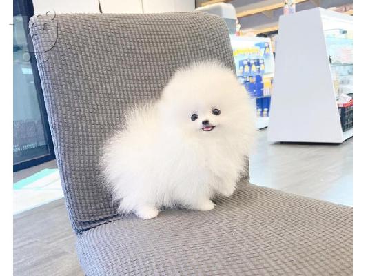 Γεια σας, εδώ έχουμε 2 πανέμορφα κουτάβια Pomeranian