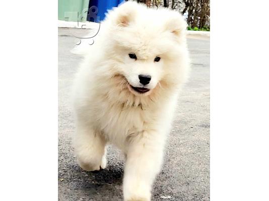Samoyed κουτάβια προς πώληση