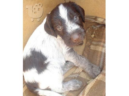 German wirehaired pointer drahthaar