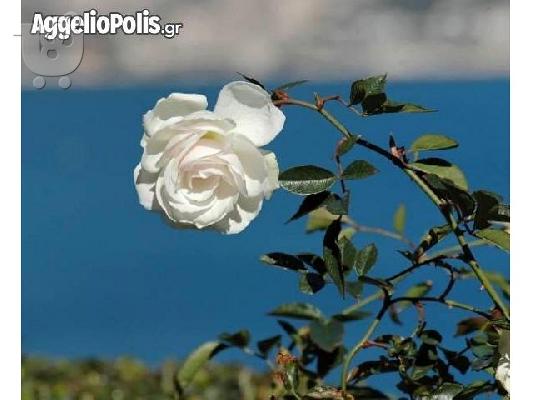 50 Σποροι Ασπρο Τριανταφυλλο