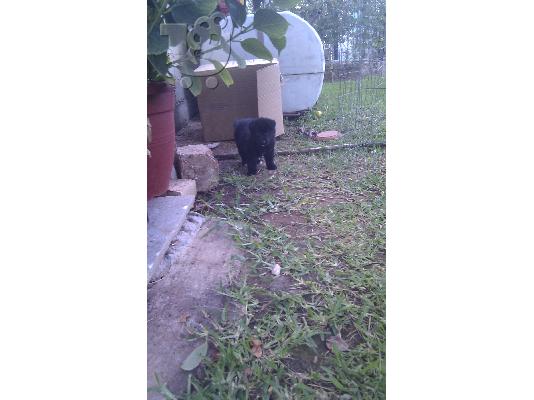 ΒΕΛΓΙΚΟ ΠΟΙΜΕΝΙΚΟ