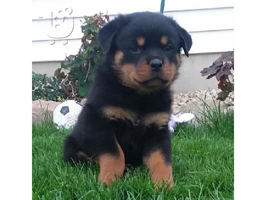 PoulaTo: Ειδικά μικρά κουτάβια Rottweiler