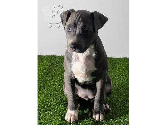 Αμερικανικό Pitbull Terrier κουτάβια
