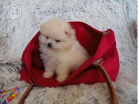 PoulaTo: Pomeranian mini toy