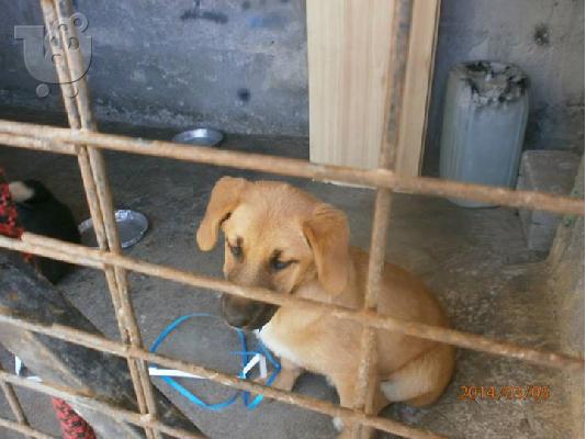 Μεγαλοσωμες κουταβινες