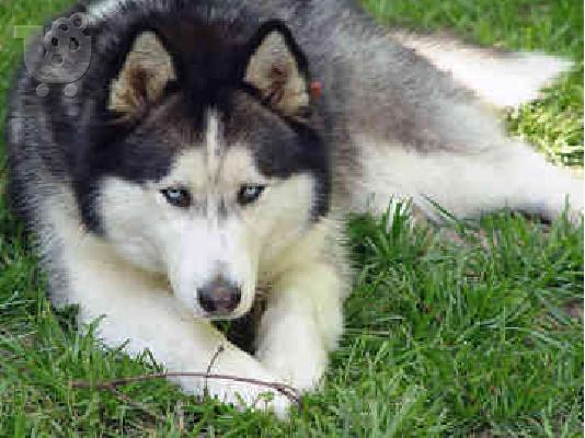PoulaTo: Husky καθαροαιμα κουταβια 6979314054 θεσσαλονικη